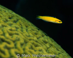 Wrasse over Coral - Image taken in Florida Keys with a Ni... by Mark Westermeier 